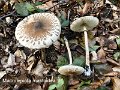Macrolepiota mastoidea-amf1211-1